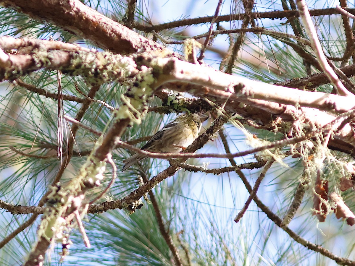 Hispaniolan Crossbill - ML645030008