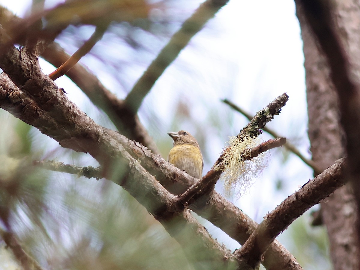 Hispaniolan Crossbill - ML645030009