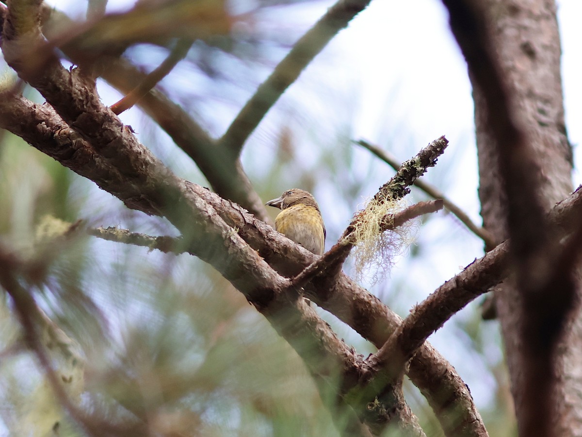 Hispaniolan Crossbill - ML645030010