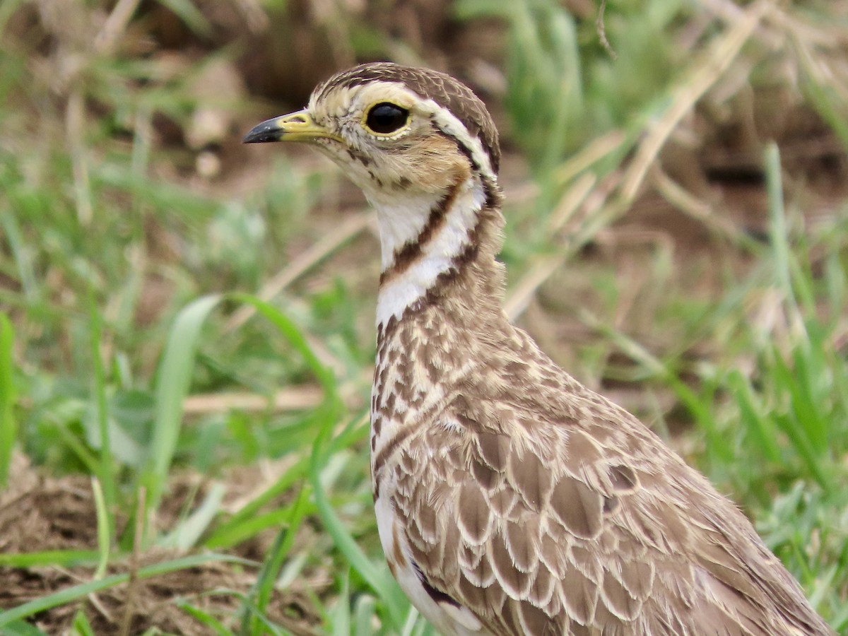 Courvite à triple collier - ML645030015