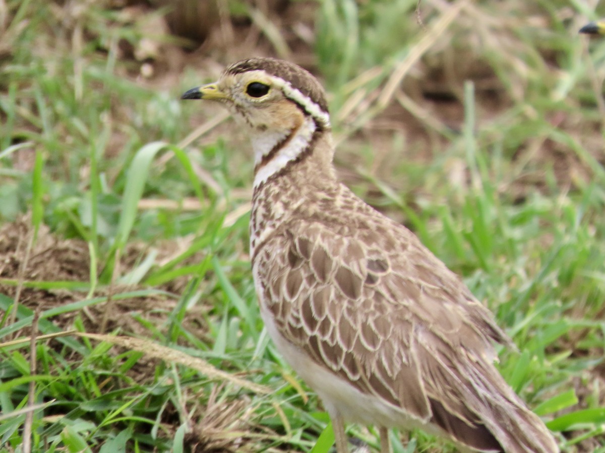 Courvite à triple collier - ML645030016