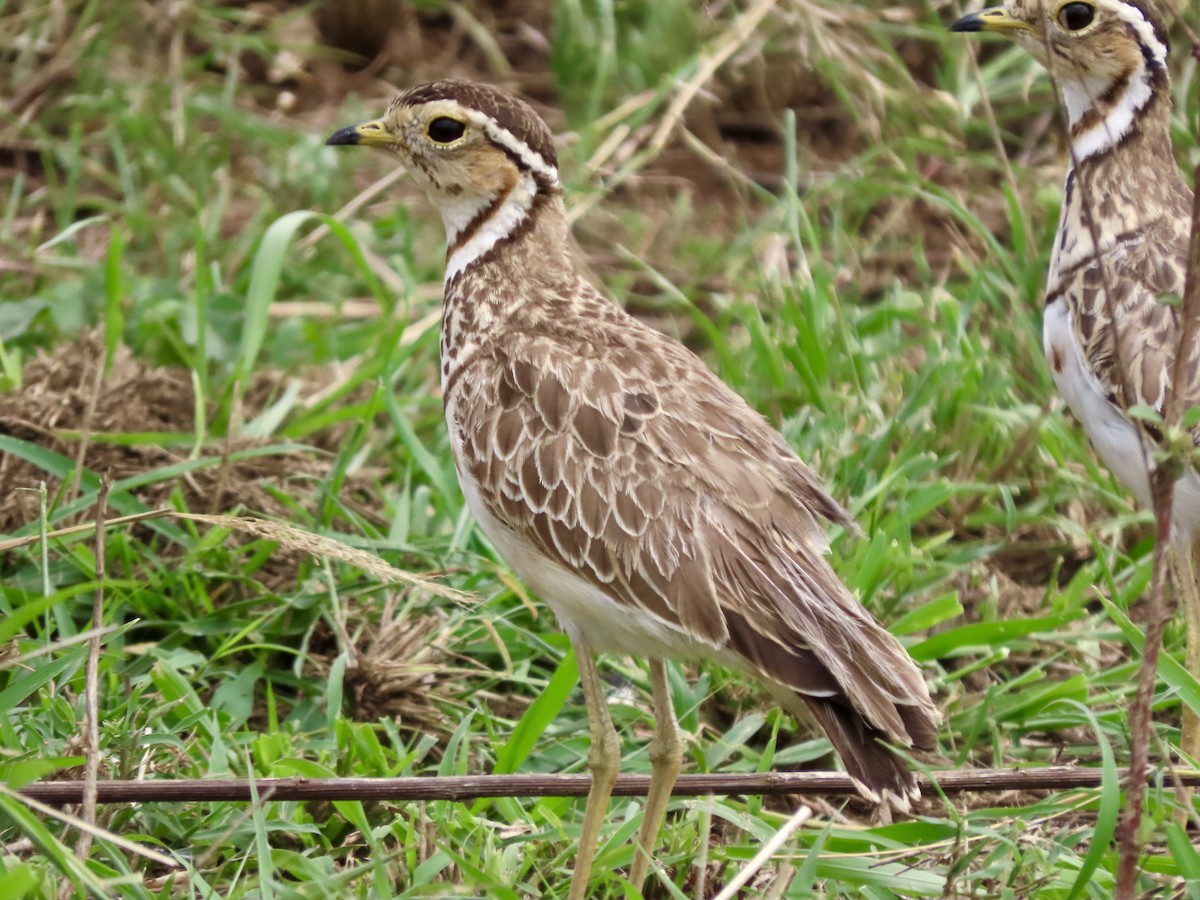 Courvite à triple collier - ML645030017