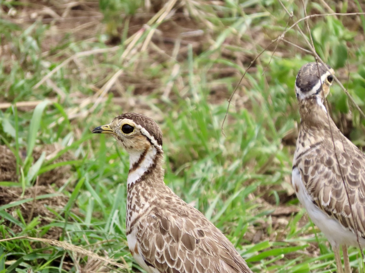 Courvite à triple collier - ML645030018