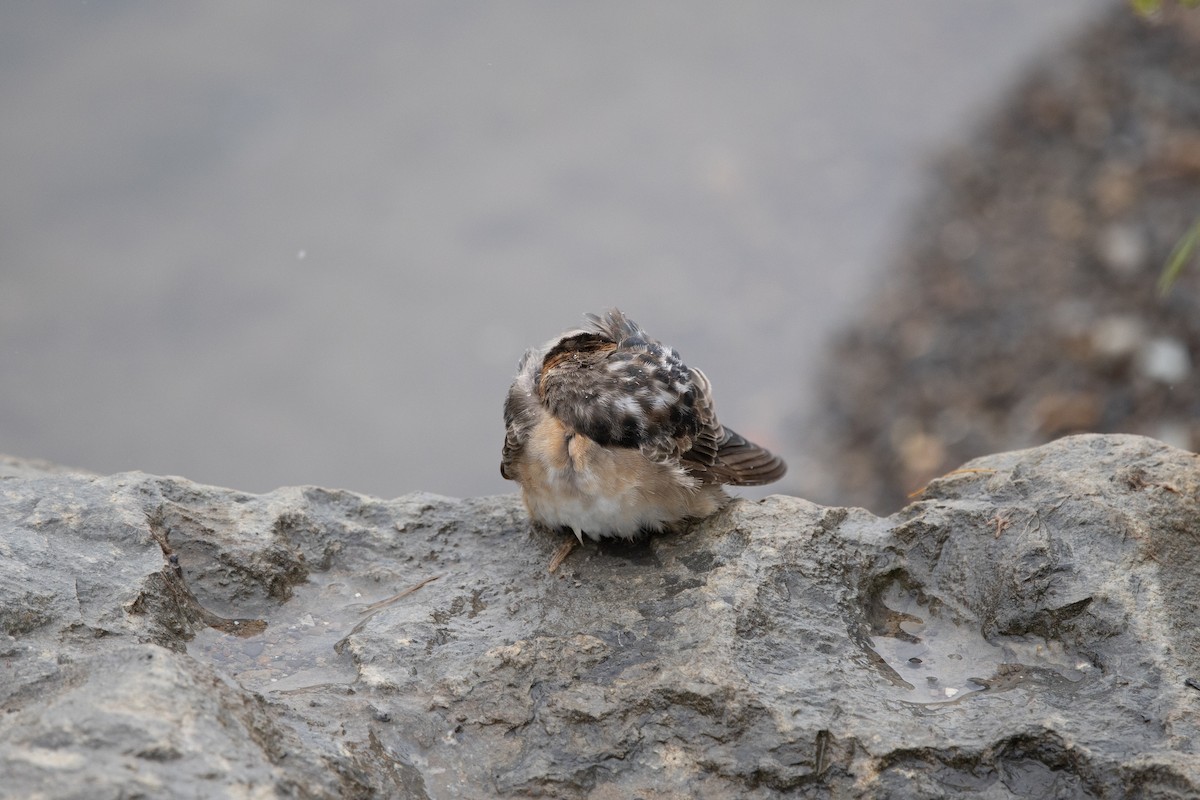 Пещерная ласточка (pallida) - ML645030025