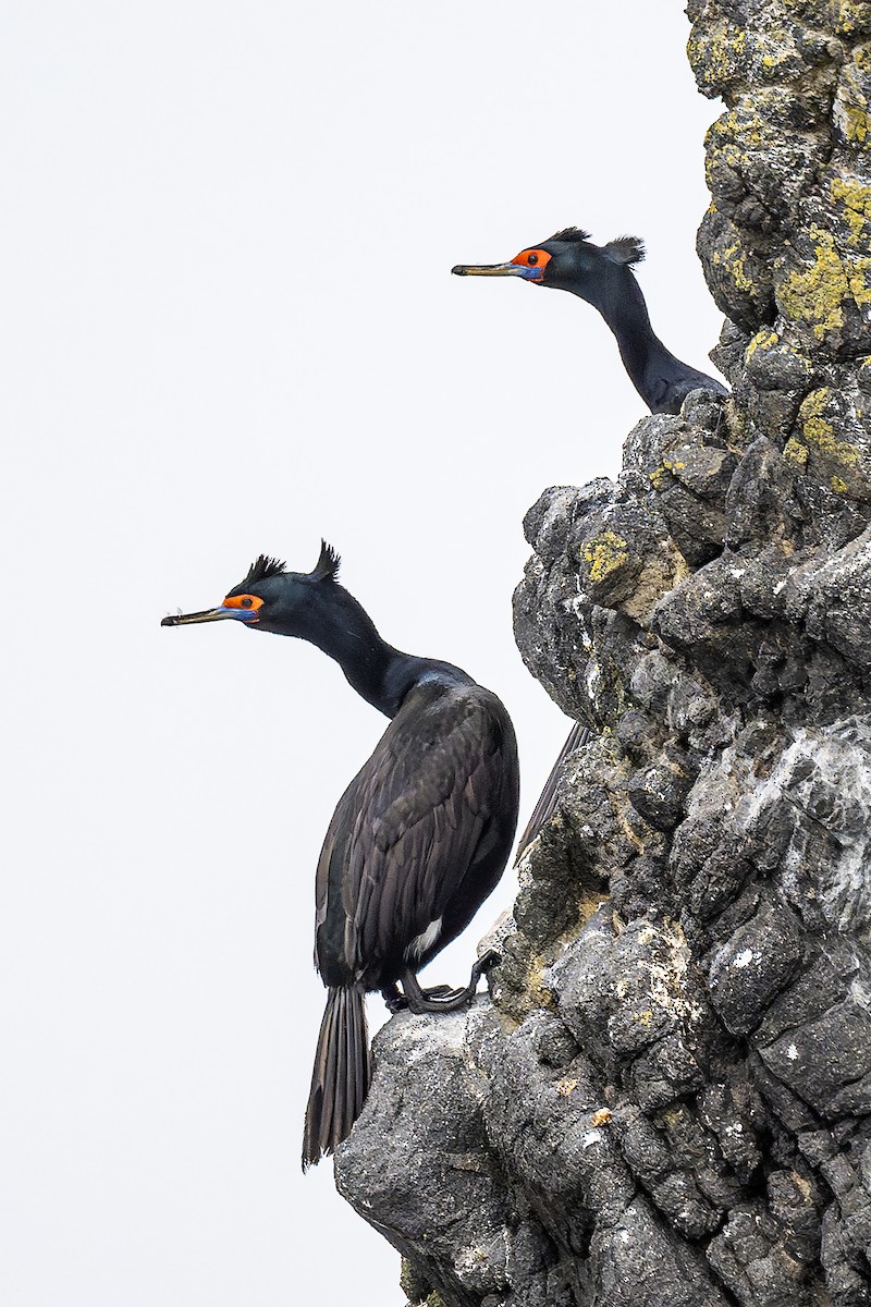 紅臉鸕鷀 - ML645030026