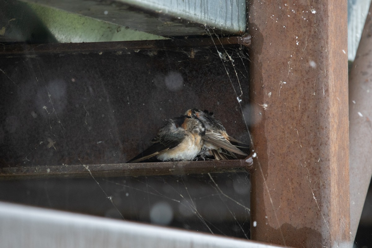 Пещерная ласточка (pallida) - ML645030027