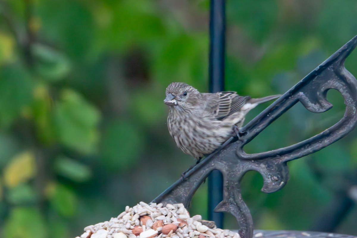 House Finch - ML645030030