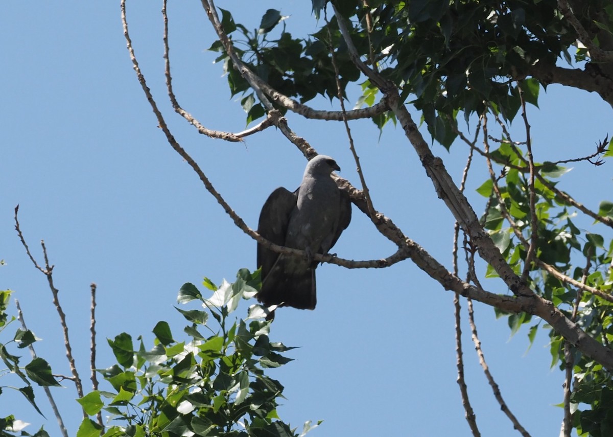 Mississippi Kite - ML645030031