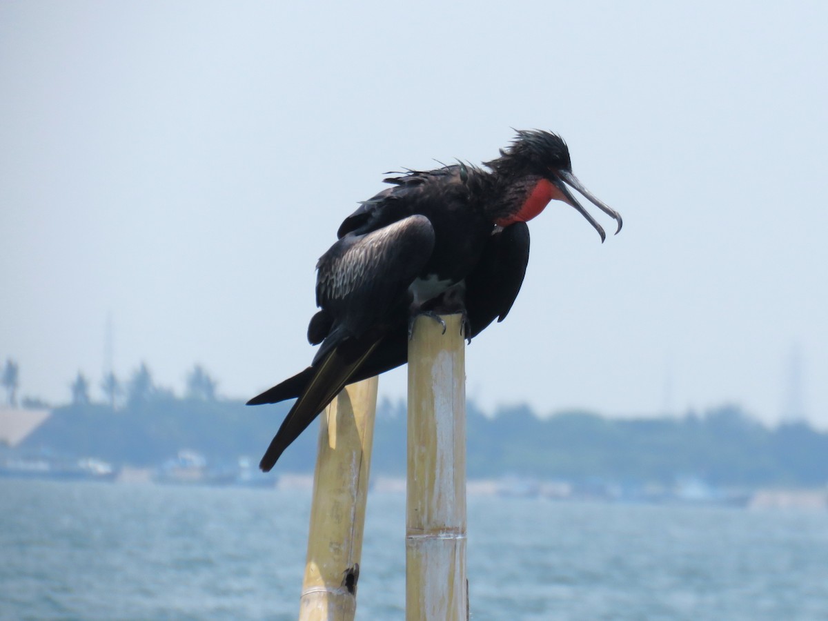 Christmas Island Frigatebird - ML645030037
