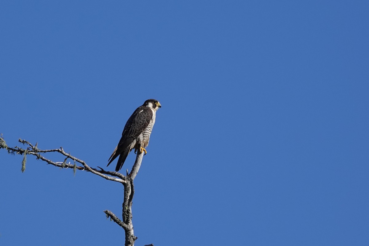 Сапсан - ML645030043