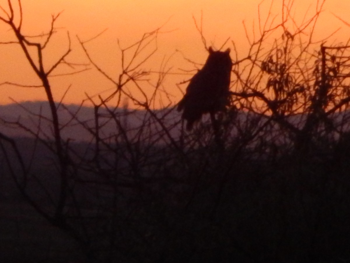 Great Horned Owl - ML645030049