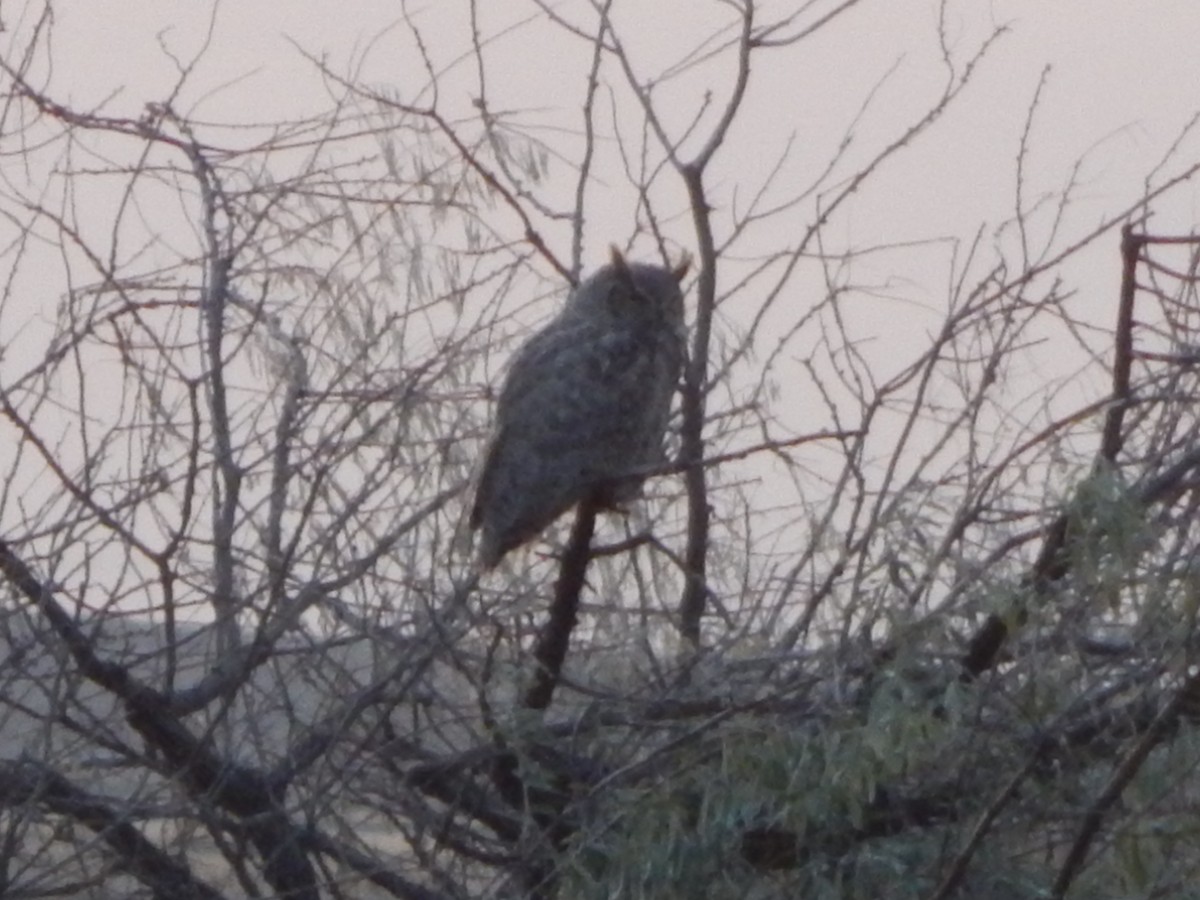 Great Horned Owl - ML645030050