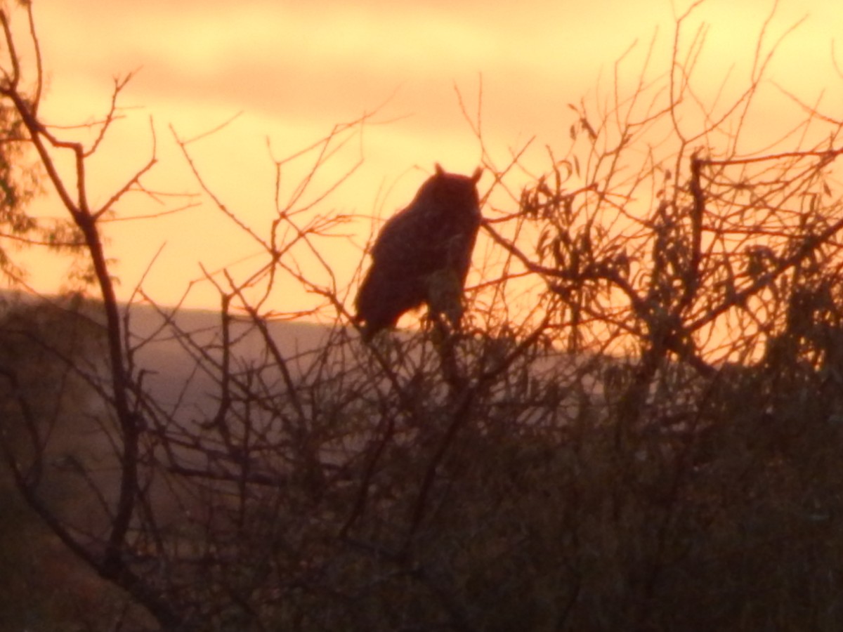 Great Horned Owl - ML645030051