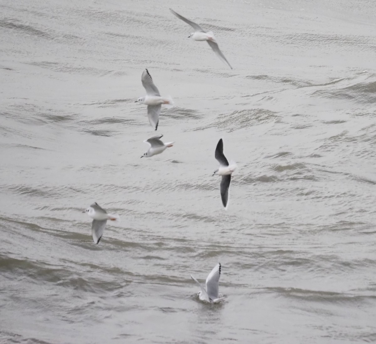 Zwergmöwe - ML645030055