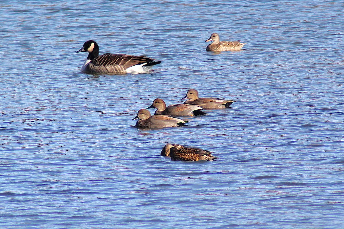 Серая утка - ML645030056