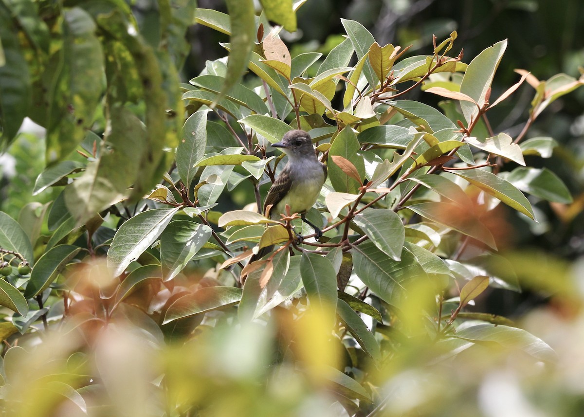 Короткохохлый миарх - ML645030057