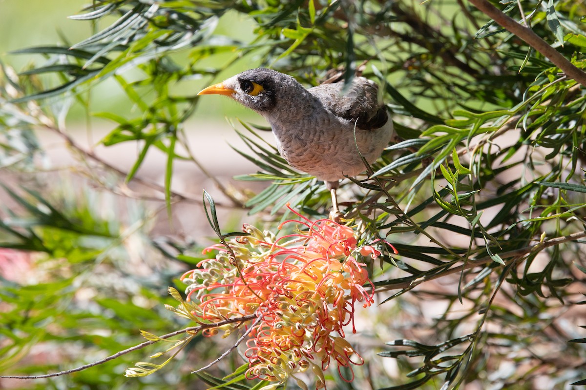 Черношапочная манорина - ML645030058