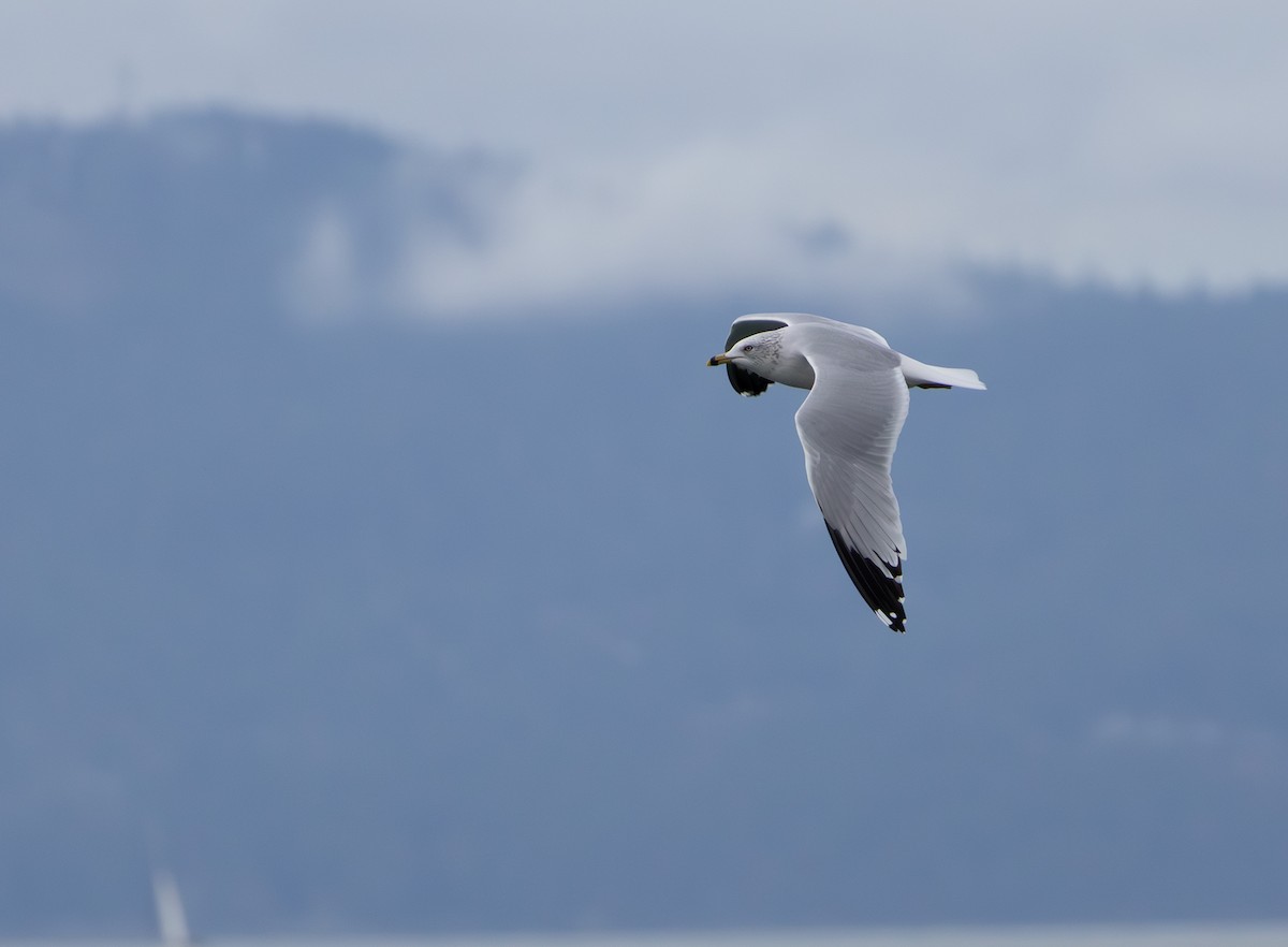 Делавэрская чайка - ML645030059