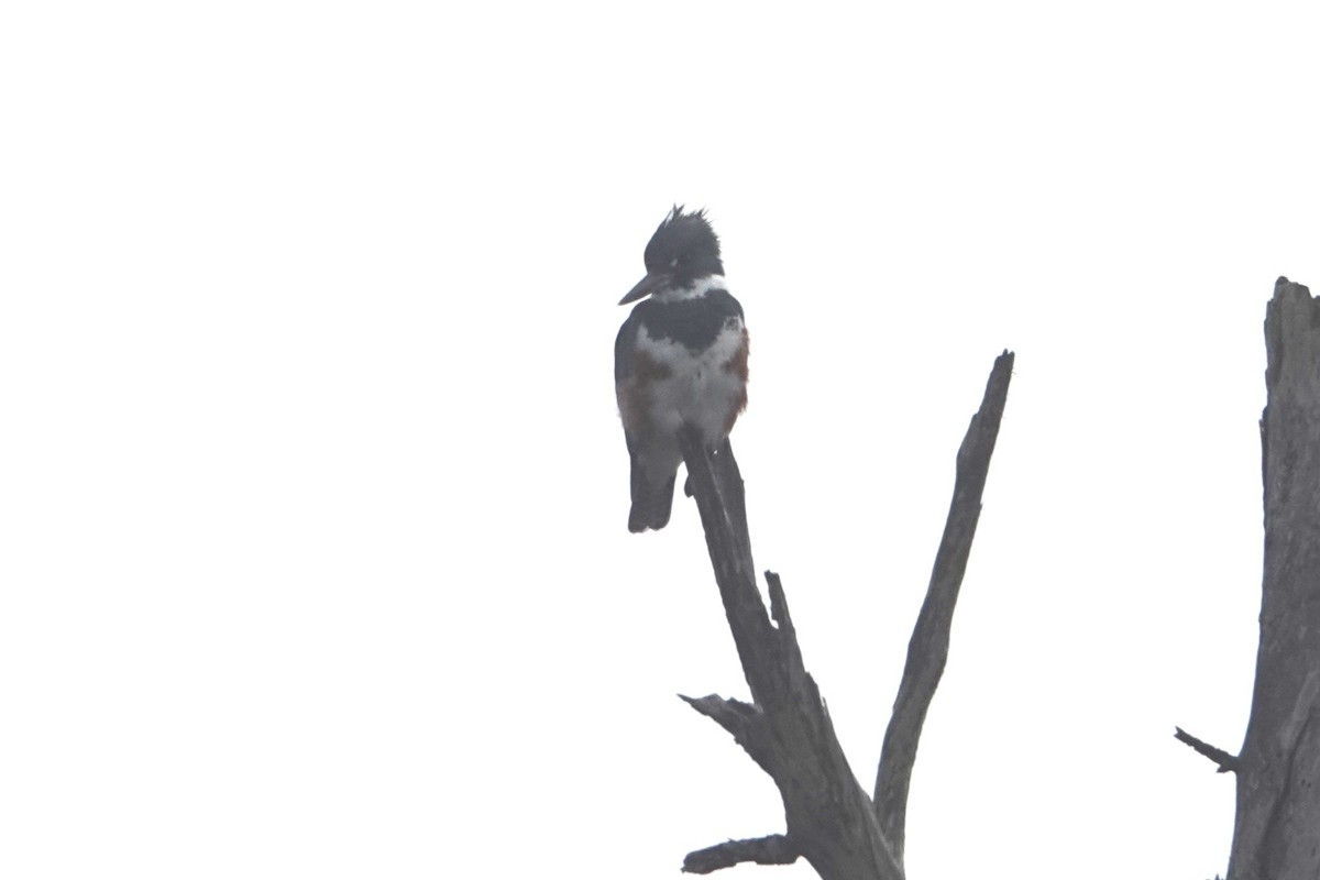 Опоясанный зимородок - ML645030060