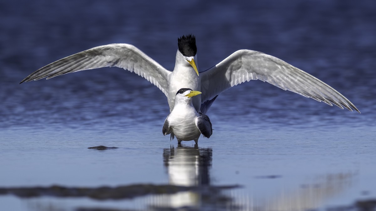 Хохлатая крачка - ML645030061