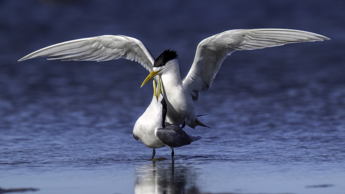 Хохлатая крачка - ML645030062