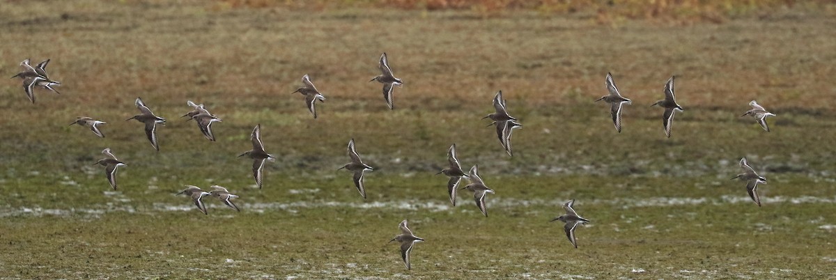 Чернозобик - ML645030063