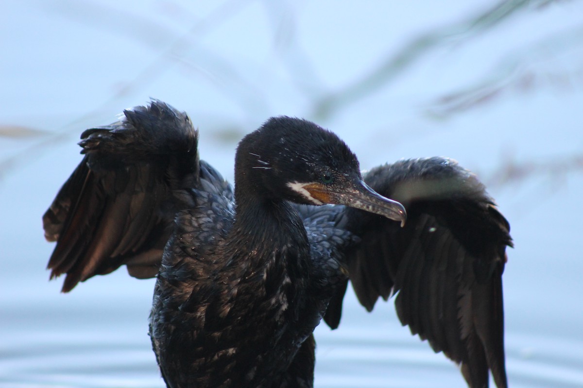 Неотропический баклан - ML645030065