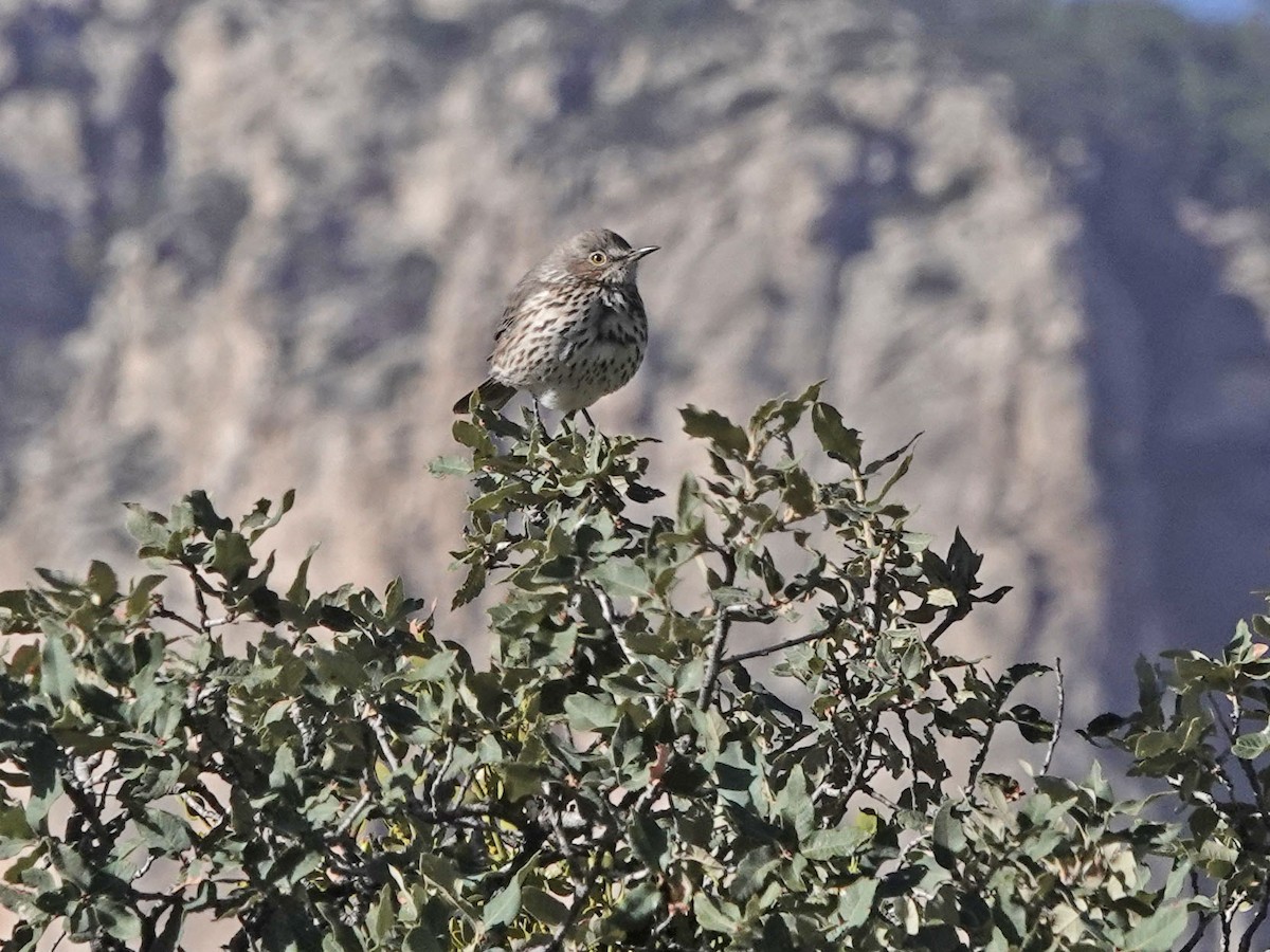 Полынный пересмешник - ML645030066