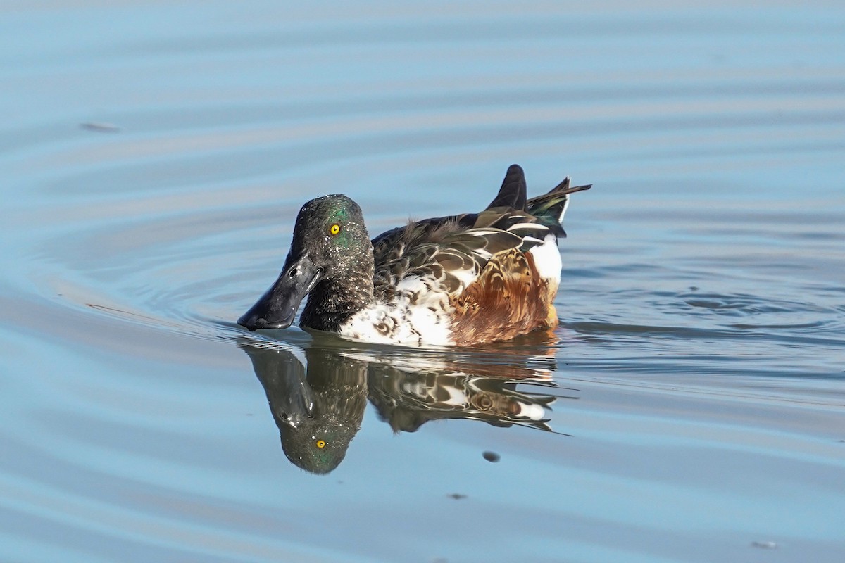 Широконоска - ML645030071