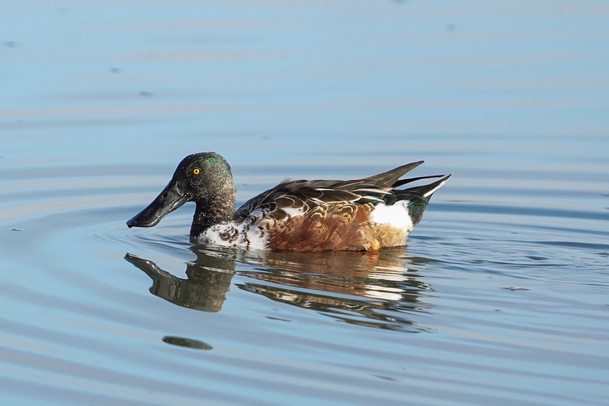 Широконоска - ML645030074