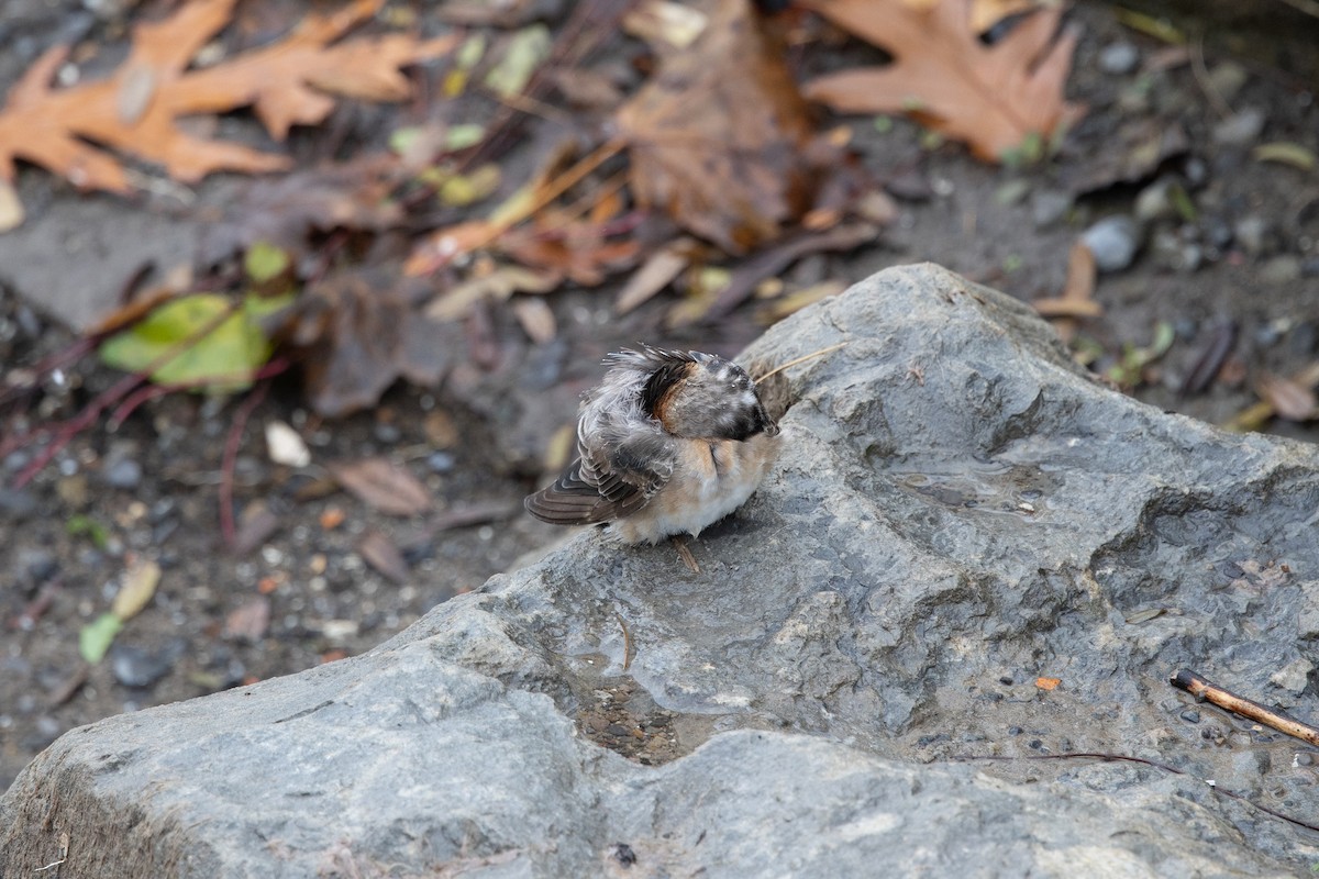 Пещерная ласточка (pallida) - ML645030076