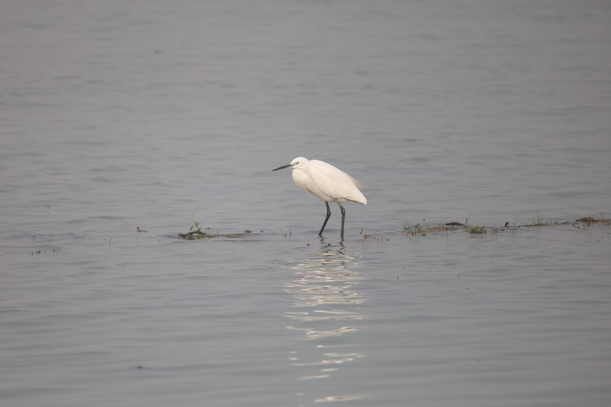 Малая белая цапля - ML645030079