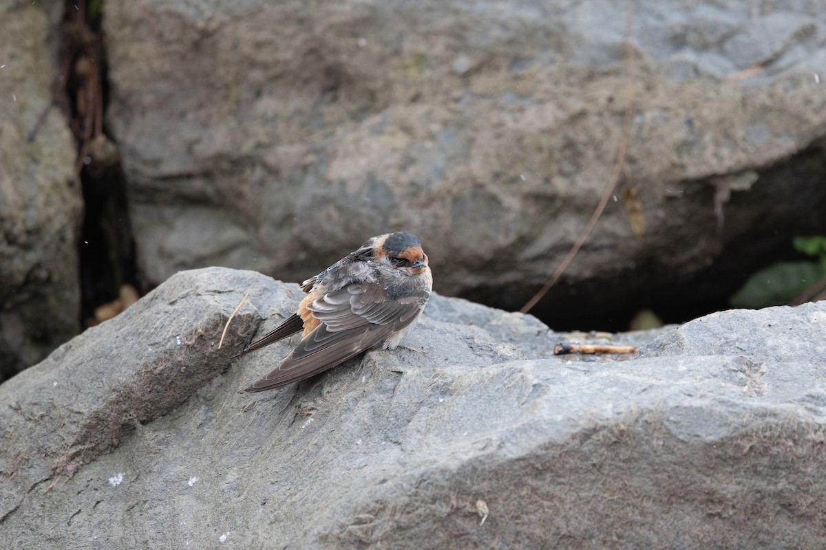 Cave Swallow (Texas) - ML645030080