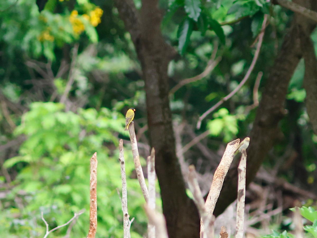Antillean Siskin - ML645030081