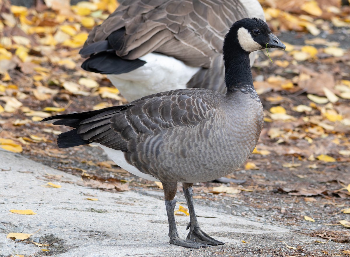 Малая канадская казарка (minima) - ML645030084