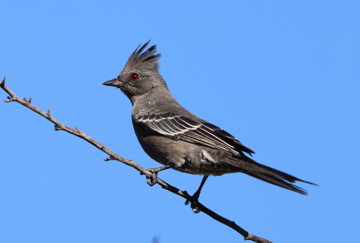 Чёрный шелкохвост - ML645030085