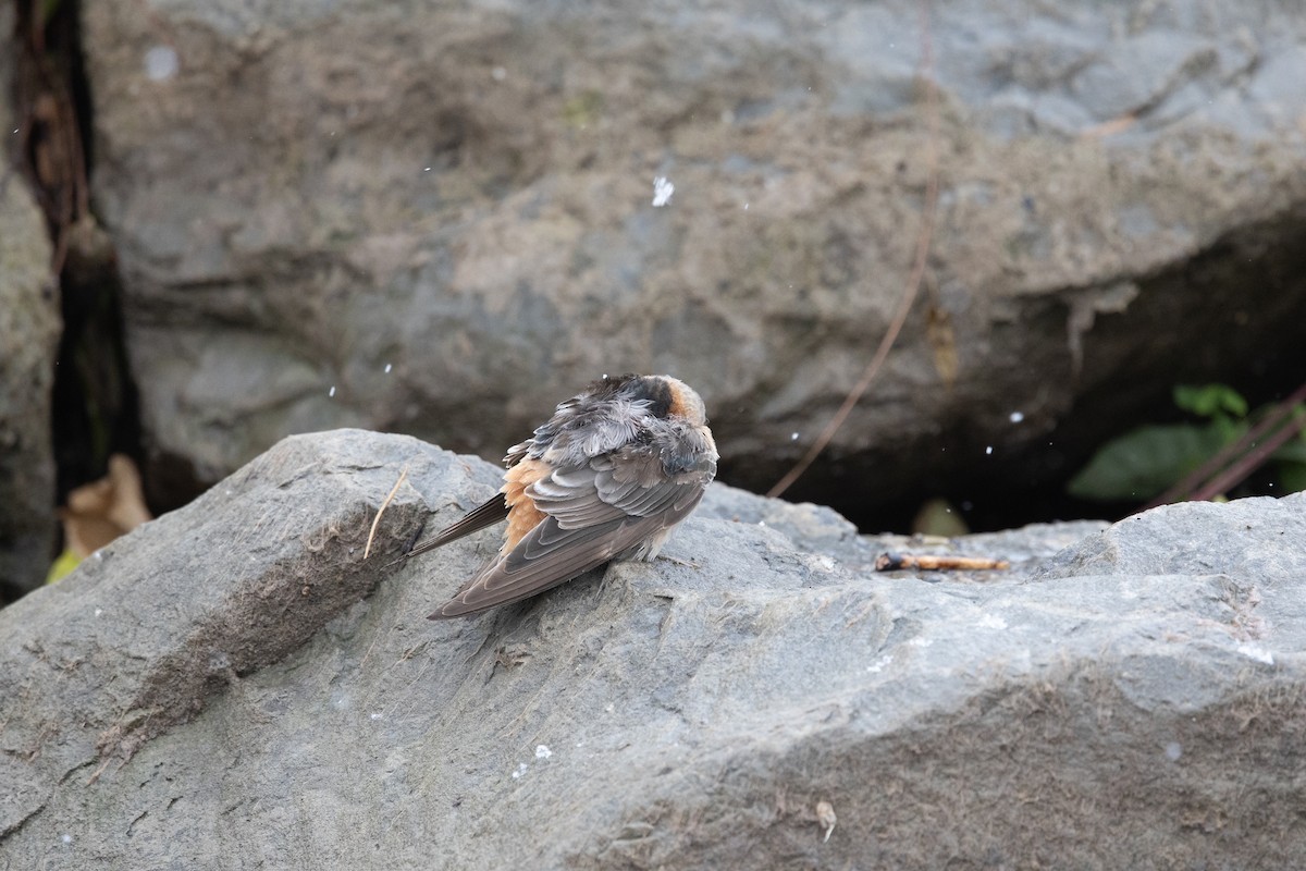 Cave Swallow (Texas) - ML645030087