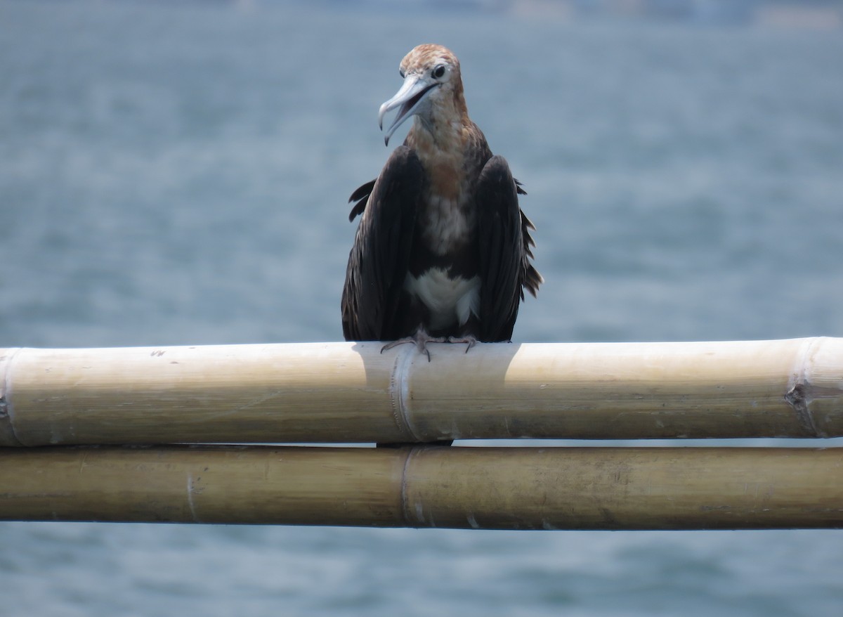 Christmas Island Frigatebird - ML645030090