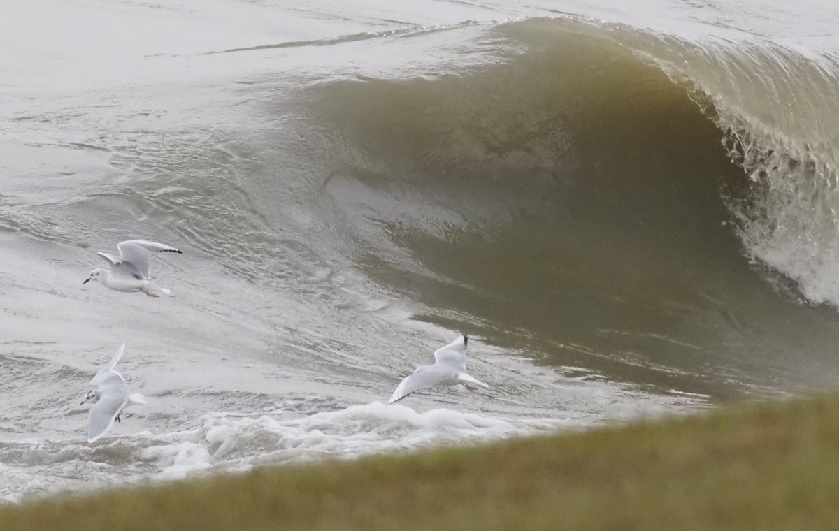 Zwergmöwe - ML645030091