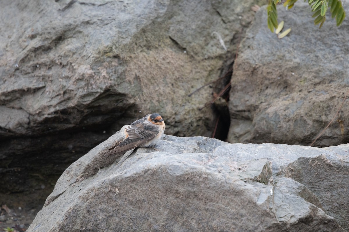 Cave Swallow (Texas) - ML645030092