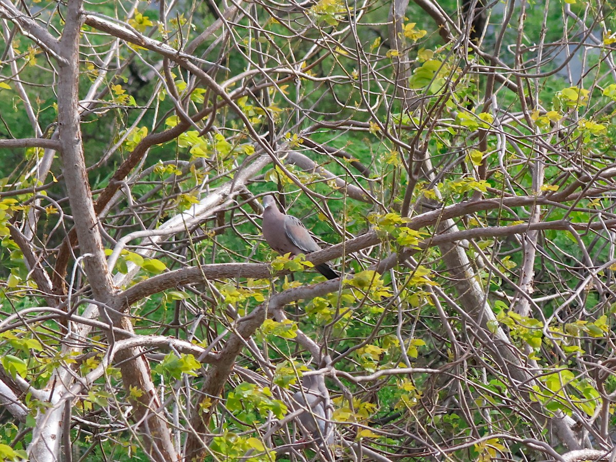 アンチルバト - ML645030094