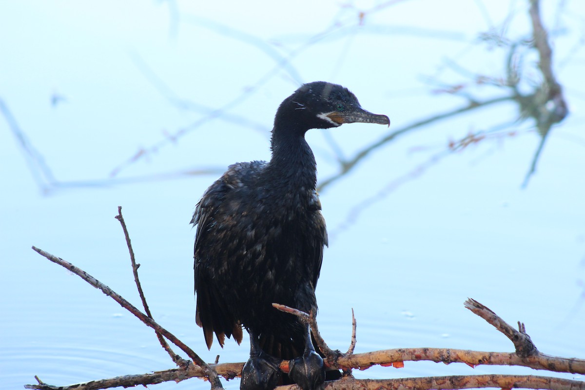 Neotropic Cormorant - ML645030095