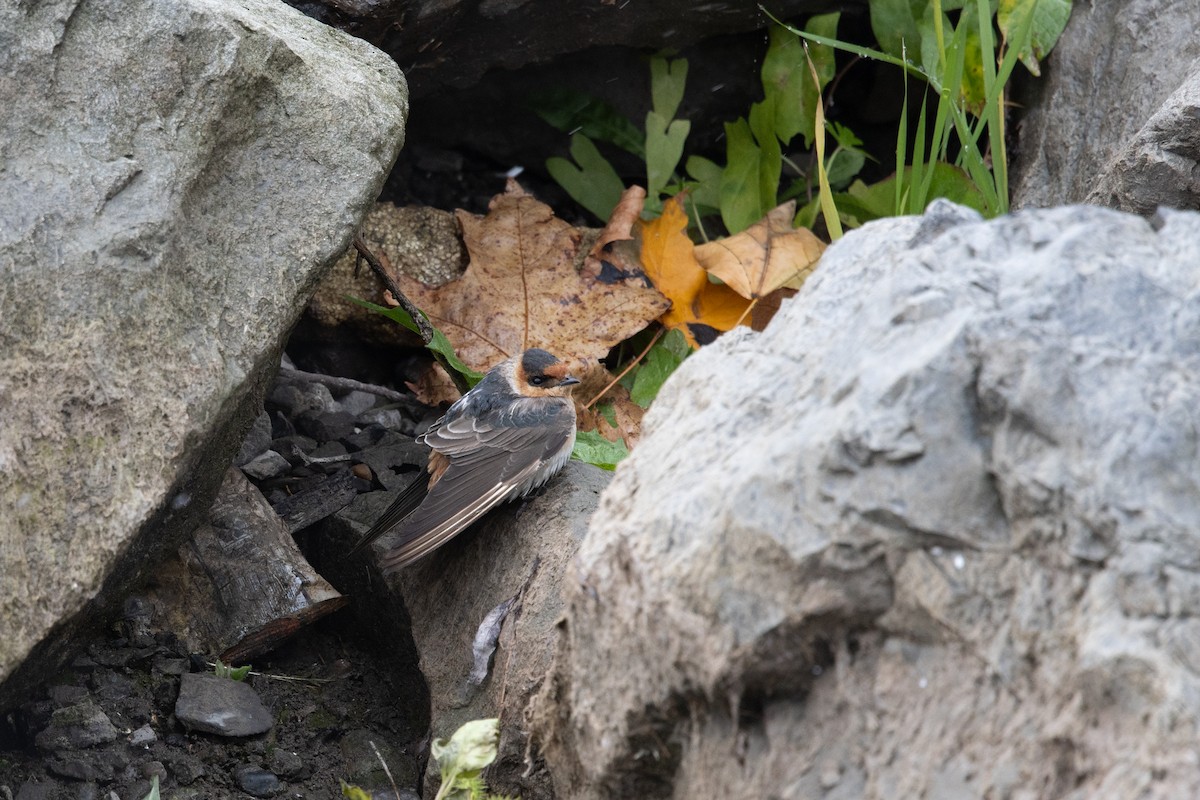Cave Swallow (Texas) - ML645030096