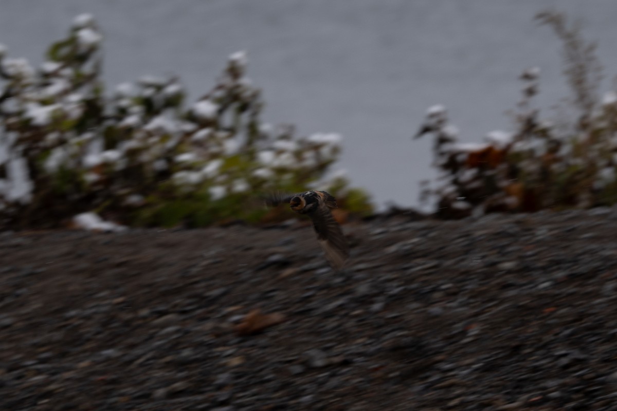 Cave Swallow (Texas) - ML645030100