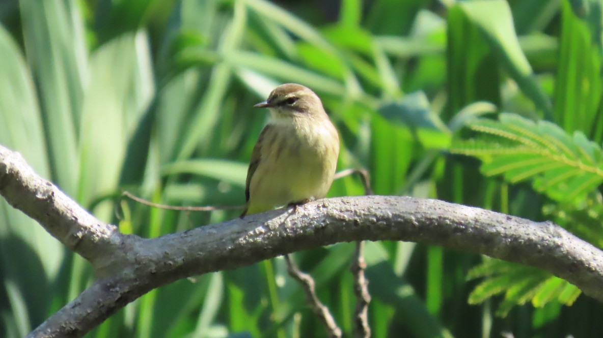 Palm Warbler - ML645030101
