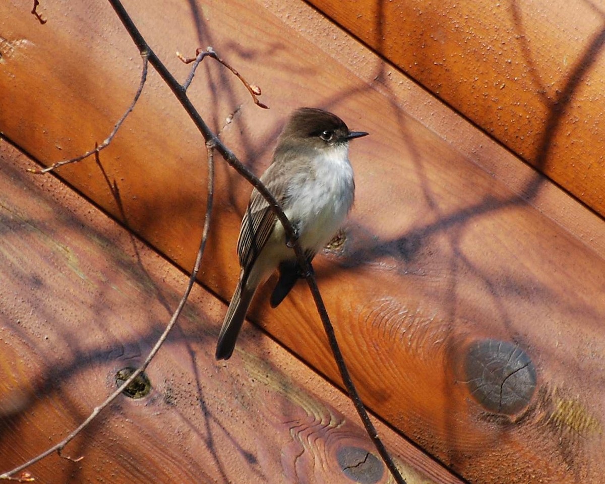 Eastern Phoebe - ML645030112