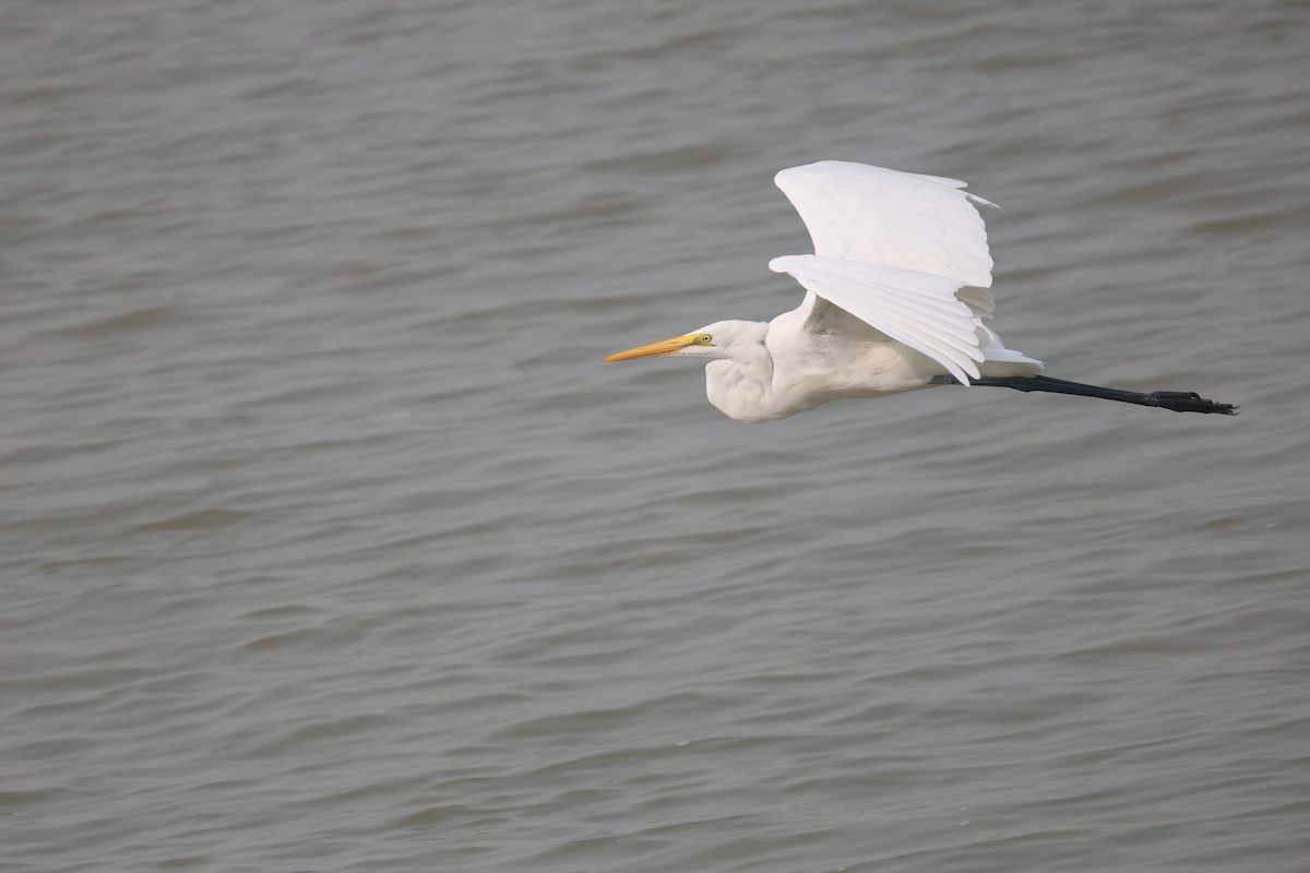 Great Egret - ML645030124