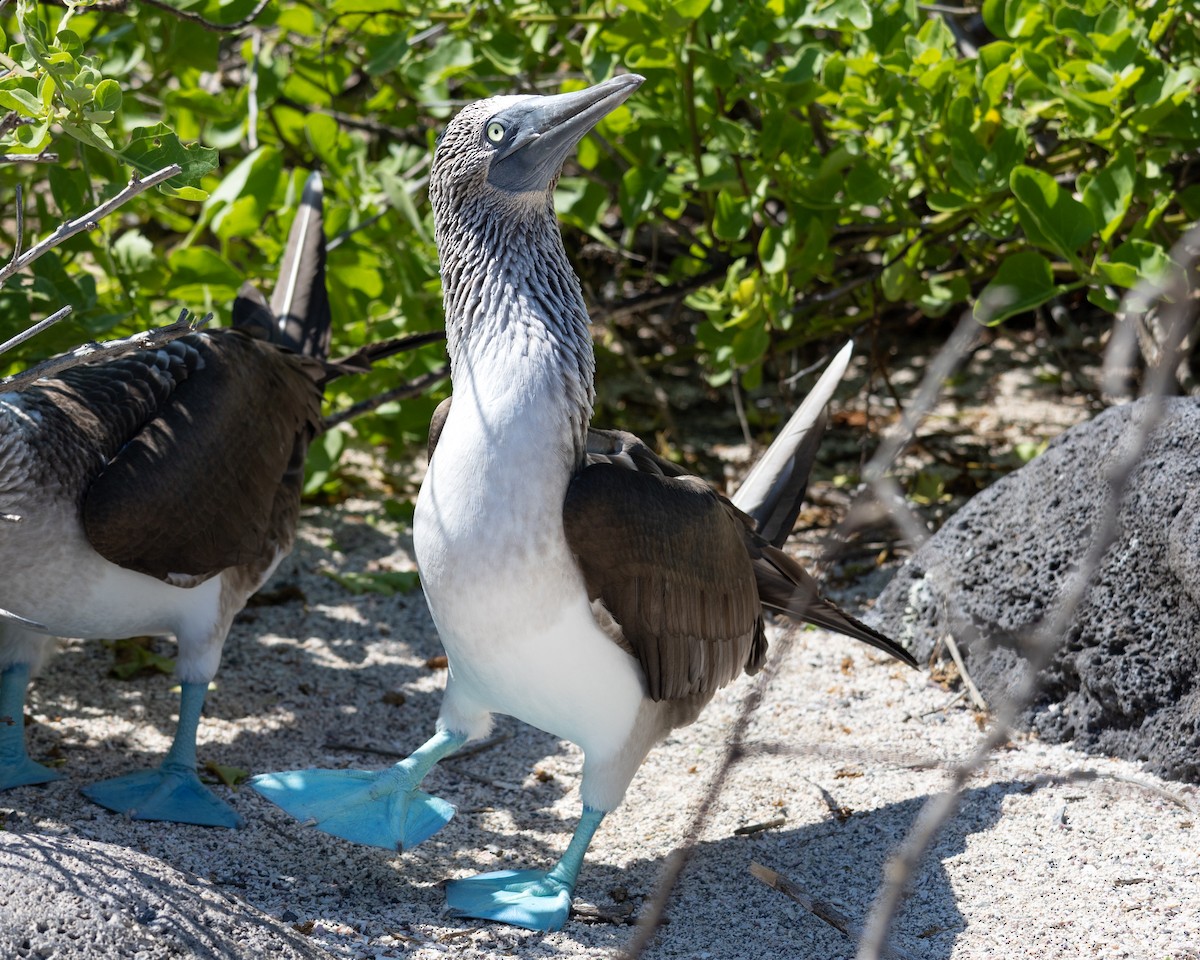 Blue-footed Booby - ML645030133