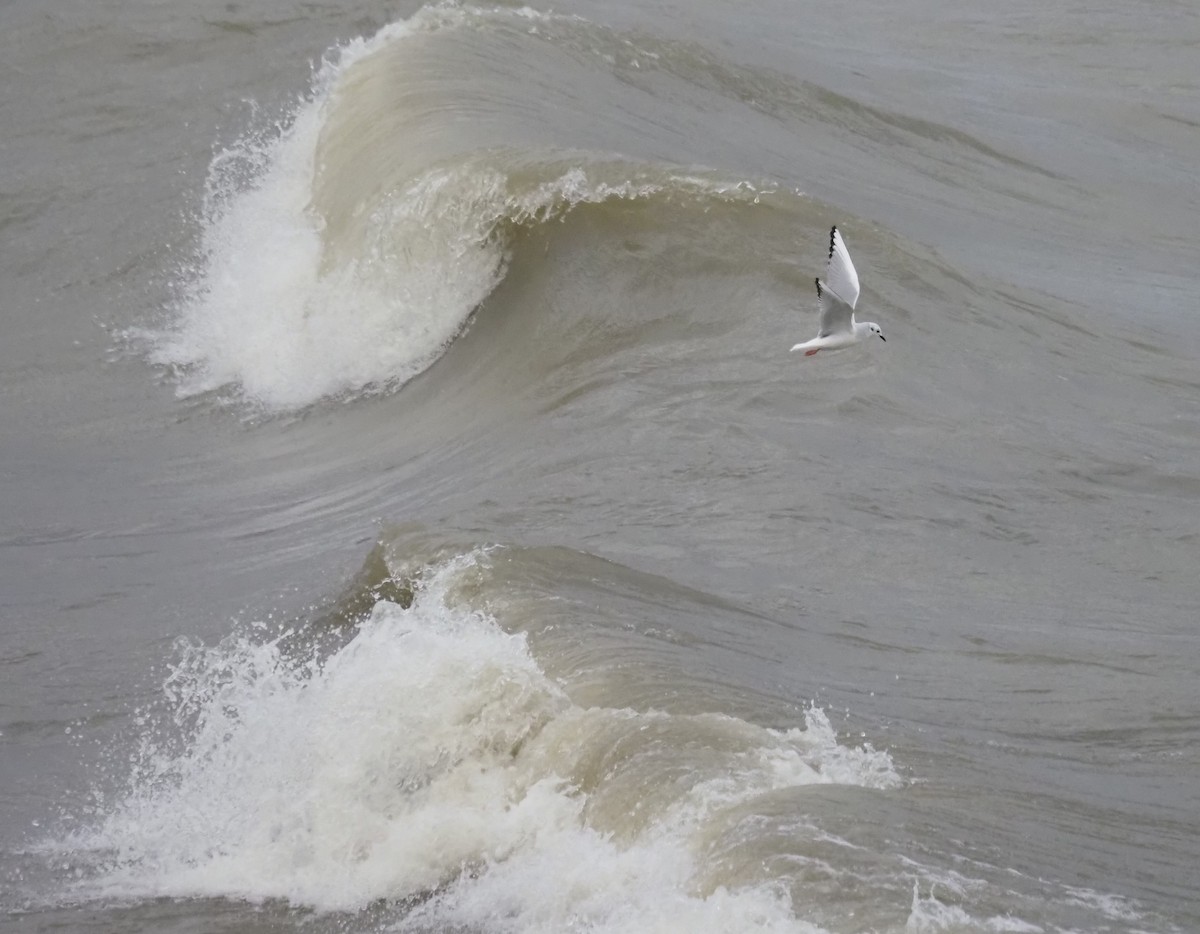 Bonapartemöwe - ML645030138