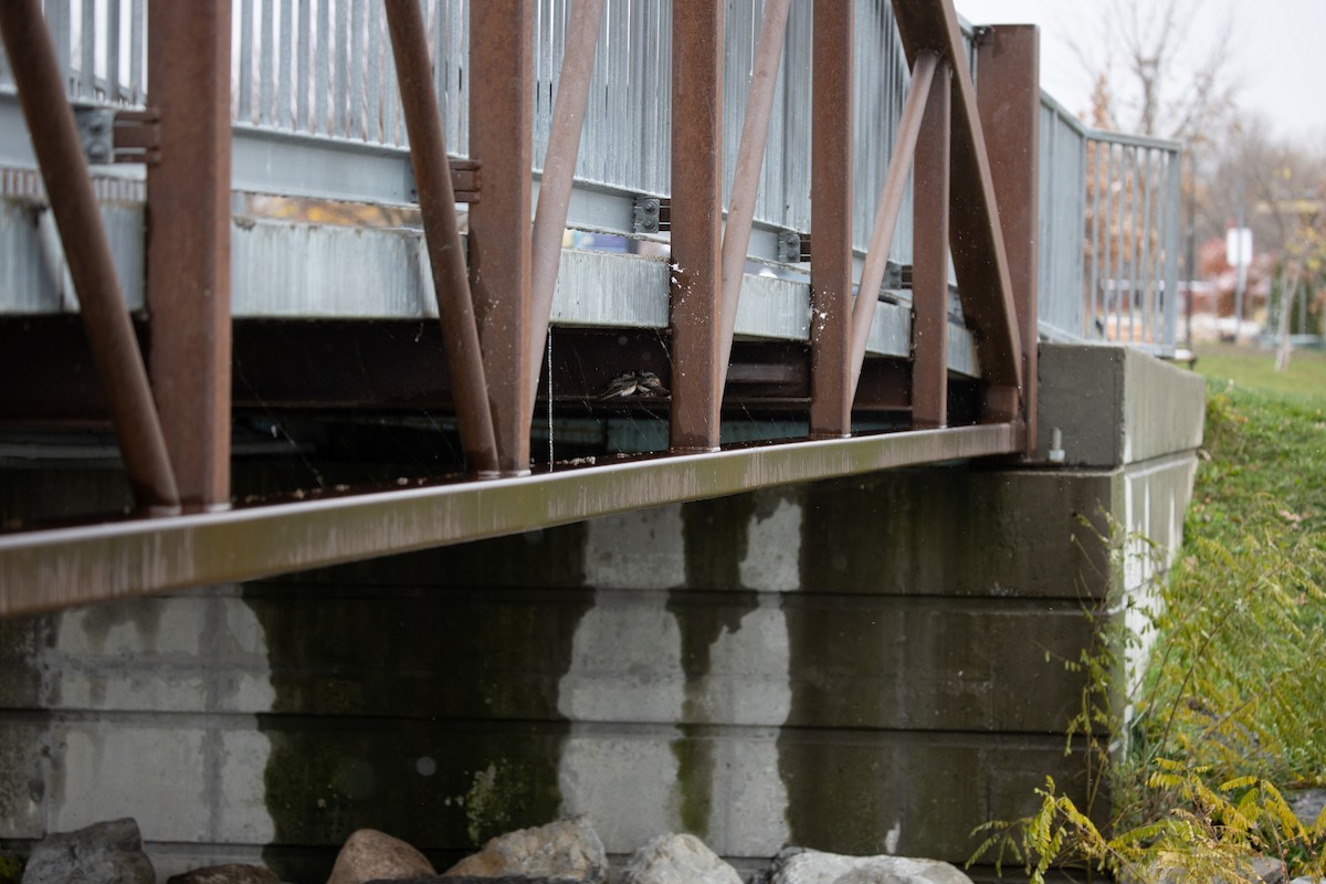 Cave Swallow (Texas) - ML645030139